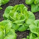 ALYKE Vegetable - Lettuce - All Year Round Butterhead Salad Lettuce x 1700 First Class