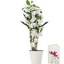 White Dendrobium Orchid Plant Delivered | Free UK Delivery | Pot Included | FREE Personalised Card & Message | Our Orchids are the Perfect Indoor House Plants | An Ideal Fresh Flower Gift for the Home