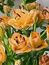 Lily Bulbs - Lilium Plants Live Import Bulbs Perennials Flower Bulbs for Planting Home Garden Décor Indoor and Outdoor (3 bulbe, Double Lilium Asiatic Apricot Fudge)