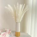 Bulrush Natural Dried Flowers Artificial Plants Branch Colorful Pampas Grass