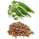 TENDER LEAVES Vegetable Lady's Finger Seeds for Home Gardening (1 Packet,10gm) |Summer Vegetable Seeds for Home Garden |Green Gardening Vegetables Planting Seeds for Kitchen