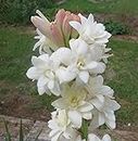 Kraft Seeds Rajnigandha Double Flowering Bulbs (White, 10 Bulbs) | Fragrant Flowers Grow for Pots | Flower Plants Bulbs for Indoor Home Decor | Night Bloom Flowering Bulbs for Home Garden