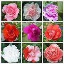 BHAJANLAL GREENERY Balsam Rose Flower Seeds [ 50+ Seeds Pack ] Mix Colour flower Seeds +Coco 100 Gram for grow seeds