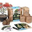 Bonsai Tree Seed Starter Kit - Mini Bonsai Plant Growing Kit, 4 Types of Seeds, Potting Soil, Jute Bags, Pruning Shears Scissor Tool, Plant Markers, Wood Gift Box, Day Gardening Gifts for Women