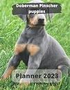 Doberman Pinscher Puppies Planner 2023