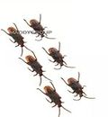 MADDY GROUP Realistic Prank Cockroach Toy For Kids|Rubber Fake Cockroach Gag Toy|Novelty Gag Toy|Practical Jokes Toy (Brown, Pack Of 6)