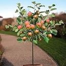 Apple live plant, live plant plant for apple (pack of 2)