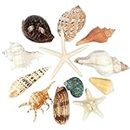 12 PCS Large Seashells Mixed Beach Sea Shells and Ocean Starfish,Natural Colorful Sea Shells Starfish Up to 16CM, Large Seashells Perfect for Beach Theme Party Home Decor DIY Crafts Fish Tank Decor