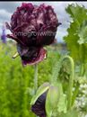 POPPY SEEDS 'Black' 100+ Seeds Flower Garden