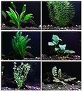 25+ stems / 6 species Live Aquarium Plants Package - Anacharis, Amazon and more! by Aquarium Plants Discounts