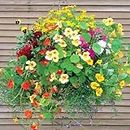 Creative Farmer Flower Seeds : Best Plants For Hanging Baskets Creepers And Climbers Plants- Borders And Hedges Garden [Home Garden Seeds Eco Pack] Plant Seeds