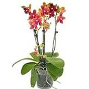 Rare Scented Orchid Phalaenopsis Orchid Plant Bolgheri - Orange Blooms in 12 cm Pot 45 cm Height