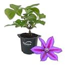 Clematis Fireworks - Live Starter Plant in a 2 Inch Growers Pot - Beautiful Deep Pink and Purple Flowering Vine