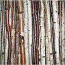 Wilson 48" Decorative Birch Sticks, Natural Home Décor - 0.5"-1" Dia. (Small, Roped Set of 3)