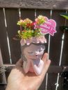 Mini Succulent Arrangement, Mother’s Day Gift