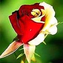 . Rosa Rosa Nero con Fiore Bianco Rosso Bordo Bella Petali di Rosa Vaso da Fiori per Casa Giardino 100 pc/Bag: 6: Only Seeds