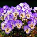 50pcs/bag Semi viola Giardino Piante Violet fiori perenni Herb Matthiola Incana Seed per la casa e il giardino 3