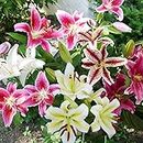 Mixed Oriental Lily Bulbs (Pack of 8) - Fragrant Blooms!