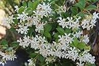 Plantazee All Season Gardens Rare Hybrid Star Jasmine White Colour Flower (Variety Of Jasmine) 2 Live Healthy Plant