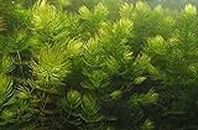 Ceratophyllum demersum pianta da acquario