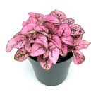 Hypoestes Pink Splash Live Potted House Plants Air Purifying