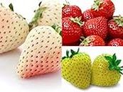 15X3= 45+ Seeds- 3 Type of Dwarf Strawberry Fruit Seeds For Planting Home Garden - Organic NON GMO Seeds