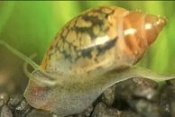 20 Bladder Snails - Live Aquatic Algae Cleaner - TEMPORARILY SOLD OUT